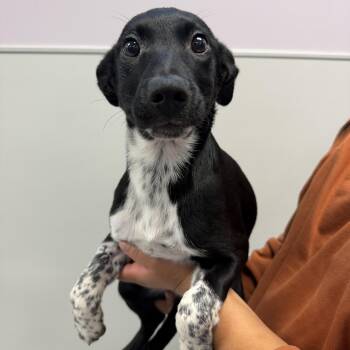 Roo -  Mixed Breed Dog for Adoption in Cooperstown, New York - Roo | PetCurious