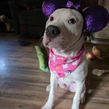 Annabelle -  Pit Bull Terrier Dog for Adoption in Harrisonburg, Virginia - Annabelle | PetCurious