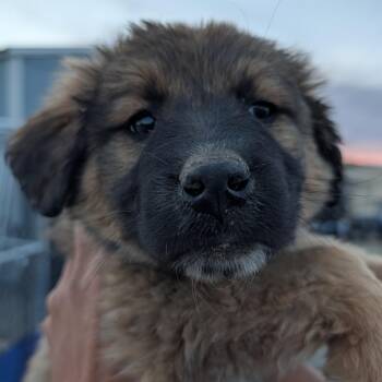 Mixed Breed Dogs Available for Adoption - Shelby | PetCurious