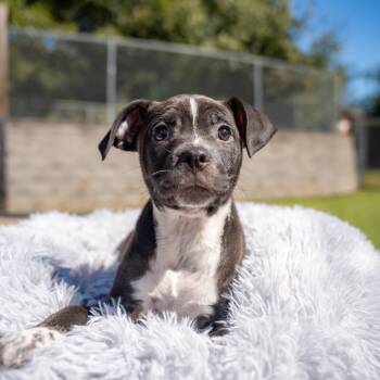 Effie -  Terrier and Mixed Breed Dog for Adoption in Gainesville, Georgia - Effie | PetCurious