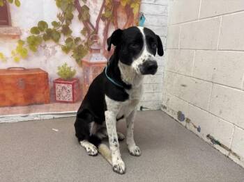 Border Collie and Mixed Breed Dogs Available for Adoption in San Bernardino, California - PEPPER | PetCurious