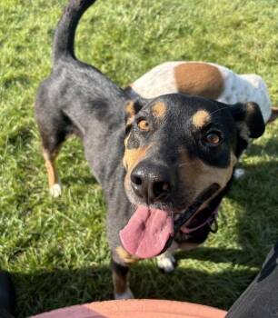 Laken -  Shepherd Dog for Adoption in Sioux City, Iowa - Laken | PetCurious