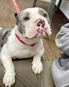 Coretta -  Terrier and English Bulldog Dog for Adoption in Bloomfield, Connecticut - Coretta | PetCurious
