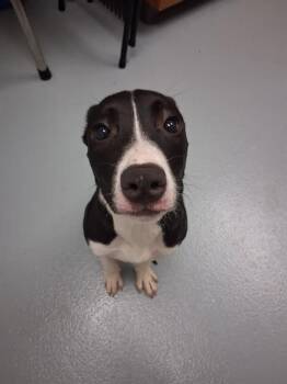 Labrador Retriever and Mixed Breed Dogs Available for Adoption in St. Cloud, Florida - SEALIA | PetCurious