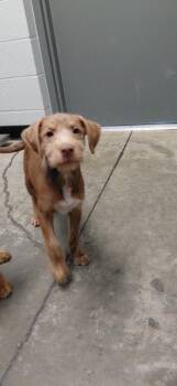 Mixed Breed Dogs Available for Adoption in Henderson, North Carolina - Mary | PetCurious