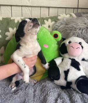 Terrier Dogs Available for Adoption - The Laundry Litter" (LINTY) | PetCurious