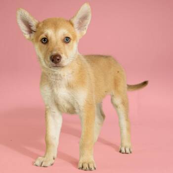 Husky Dogs Available for Adoption in Armonk, New York - AAD Upcoming Arrival!  Queen Lillian - 26077 | PetCurious