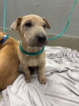 WALNUT -  Shar Pei and Mixed Breed Dog for Adoption in Las Vegas, Nevada - WALNUT | PetCurious