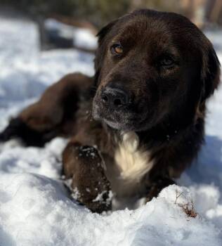 Australian Shepherd and Labrador Retriever Dogs Available for Adoption in Charlotte, North Carolina - GEORGE | PetCurious