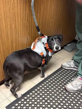 Terrier Dogs Available for Adoption - PAPA SMURF | PetCurious