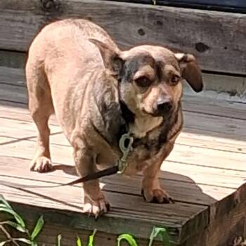 Otis -  Dachshund and Chihuahua Dog for Adoption in Saratoga Springs, New York - Otis | PetCurious