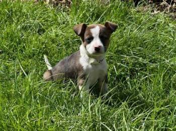 Jack Russell Terrier Dogs Available for Adoption - Gazelle  | PetCurious