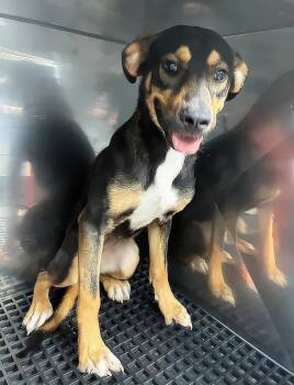Piper -  Mixed Breed Dog for Adoption in Nashville, Tennessee - Piper | PetCurious