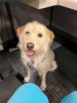 Mila -  Irish Terrier Dog for Adoption in Coarsegold, California - Mila | PetCurious