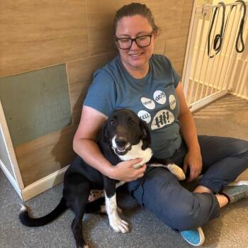 Evie -  Labrador Retriever and Hound Dog for Adoption in Metamora, Michigan - Evie | PetCurious