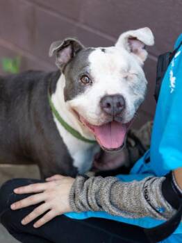 Alice Cooper -  Mixed Breed Dog for Adoption in Chamblee, Georgia - Alice Cooper | PetCurious