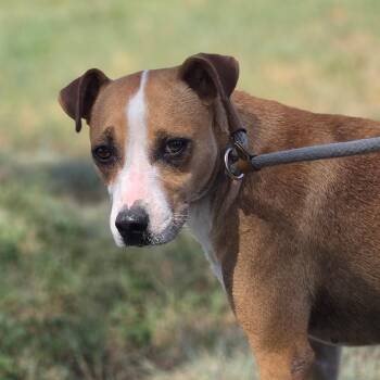 Cashew JuM -  Basenji and Jack Russell Terrier Dog for Adoption in Austin, Texas - Cashew JuM | PetCurious