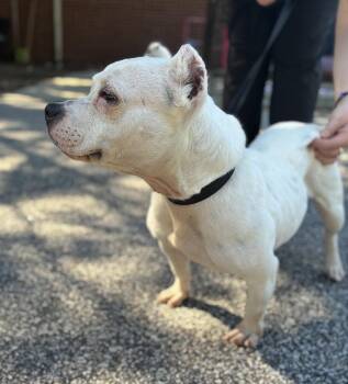 Boo -  American Bulldog Dog for Adoption in Raleigh, North Carolina - Boo | PetCurious