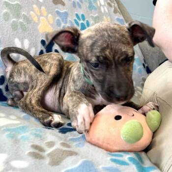 Terrier and Mixed Breed Dogs Available for Adoption in Rochester, Minnesota - Clover | PetCurious