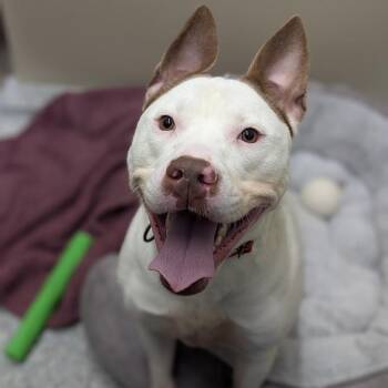 Mixed Breed Dogs Available for Adoption - Ruff | PetCurious