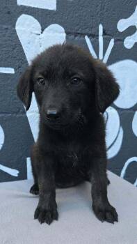 Boise (B Squad) -  Labradoodle Dog for Adoption in Brewster, New York - Boise (B Squad) | PetCurious