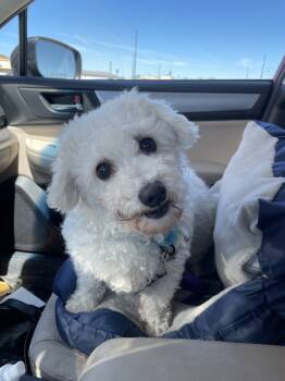 Rescue Bichon Frise Dogs for Adoption in West Peoria, Illinois - Tootsie | PetCurious