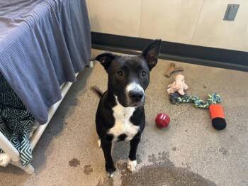 RAYA -  Border Collie and Pit Bull Terrier Dog for Adoption in Palo Alto, California - RAYA | PetCurious