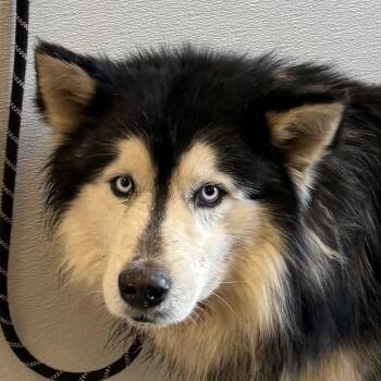 Kilo Jr -  Mixed Breed and Alaskan Malamute Dog for Adoption in Las Cruces, New Mexico - Kilo Jr | PetCurious