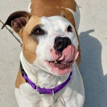 Pit Bull Terrier Dogs Available for Adoption in Matteson, Illinois - Chanel | PetCurious