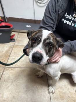 Rescue Mixed Breed Dogs for Adoption in Cincinnati, Ohio - Billy Jean | PetCurious