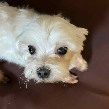 Rescue Maltese Dogs for Adoption in Cedar Rapids, Iowa - Rose | PetCurious