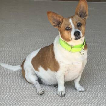 Radar -  Corgi and Chihuahua Dog for Adoption in Pelham, New Hampshire - Radar | PetCurious