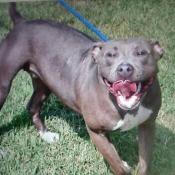 Alprodite -  Pit Bull Terrier Dog for Adoption in Gloucester, Virginia - Alprodite | PetCurious