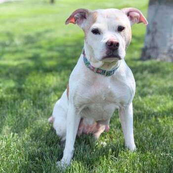 Pit Bull Terrier Dogs Available for Adoption in Wapakoneta, Ohio - Norah (Nora) | PetCurious