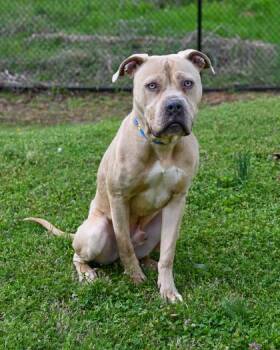 Mixed Breed Dogs Available for Adoption in Chamblee, Georgia - Luthan | PetCurious