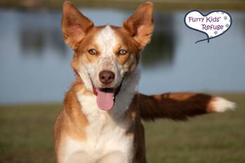 Rescue Husky and Australian Shepherd Dogs for Adoption in Lee