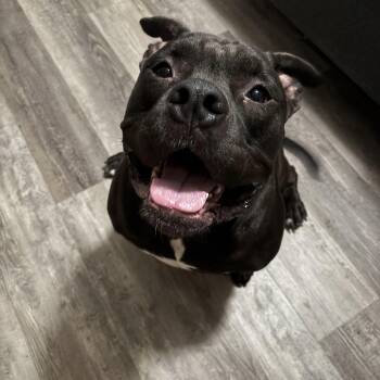 Rescue Staffordshire Bull Terrier Dogs for Adoption in Lorida, Florida - Pepper | PetCurious