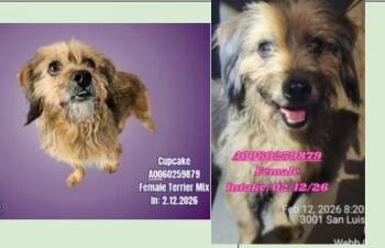 Terrier and Poodle Dogs Available for Adoption - Lucky | PetCurious