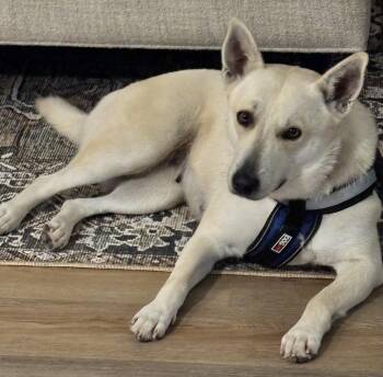 Carolina Dog and Mixed Breed Dogs Available for Adoption - Lucy Lou | PetCurious