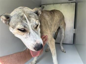 A658746 -  Pit Bull Terrier and Siberian Husky Dog for Adoption in Houston, Texas - A658746 | PetCurious
