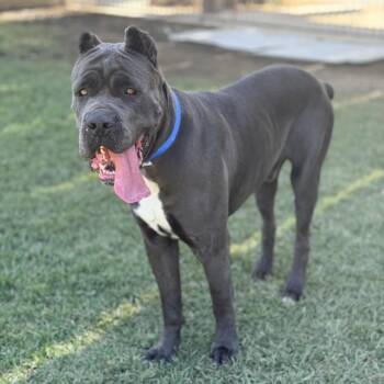 AXEL -  Cane Corso Dog for Adoption in Riverside, California - AXEL | PetCurious