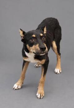 Princess Leia -  Pit Bull Terrier and Mixed Breed Dog for Adoption in Bowling Green, Kentucky - Princess Leia | PetCurious