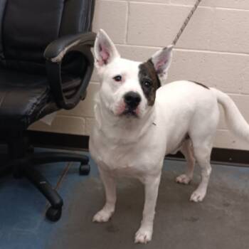 Rescue Mixed Breed Dogs for Adoption in Memphis, Tennessee - Petey | PetCurious