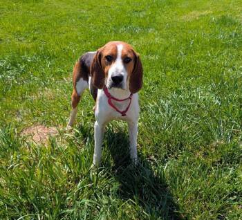 Treeing Walker Coonhound and Hound Dogs Available for Adoption in Maysville, Kentucky - Waylon | PetCurious