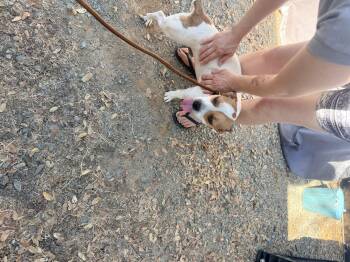 Leo -  Rat Terrier Dog for Adoption in Modesto, California - Leo | PetCurious