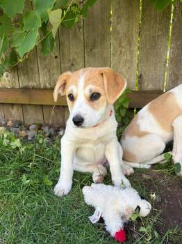 Cruise -  Labrador Retriever and Great Pyrenees Dog for Adoption in Vancouver, Washington - Cruise | PetCurious
