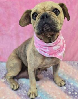 Stacie -  Pug and Mixed Breed Dog for Adoption in Fort Collins, Colorado - Stacie | PetCurious