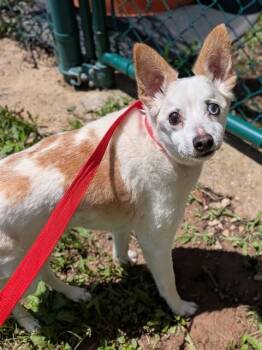 KANE -  Chihuahua and Mixed Breed Dog Available for Adoption in St. Peters, Missouri - KANE | PetCurious
