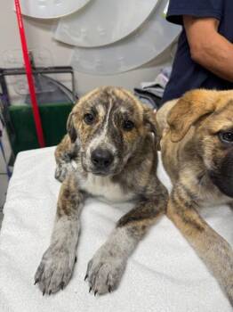 Wagner -  Mixed Breed Dog for Adoption in Missoula, Montana - Wagner | PetCurious