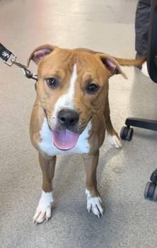 Biscoff -  Mixed Breed Dog for Adoption in West Chester, Pennsylvania - Biscoff | PetCurious